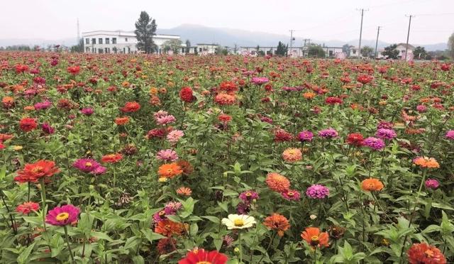 记者在一线丨秋日风景上线！岫岩生态湿地公园非洲菊绽放