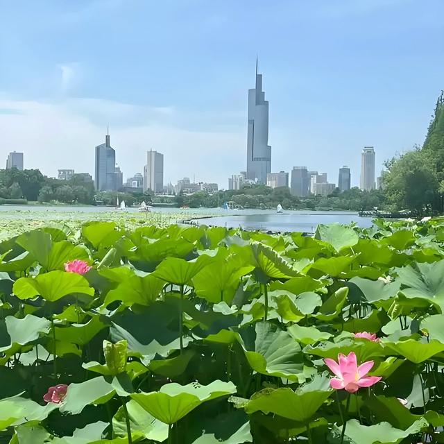华东第一！南京再次出圈！