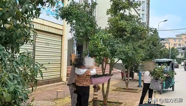 桂花飘香招人爱 怜香惜花不伸手