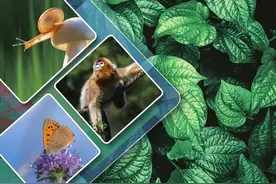 新版七年级（初一）上册生物（冀少版）电子课本图片