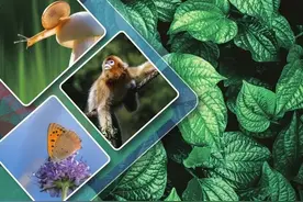 新版七年级（初一）上册生物（冀少版）电子课本图片