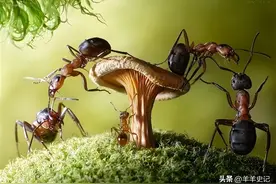 在某种意义上来讲，蚂蚁才是这个地球进化最完美的生物，没有之一图片