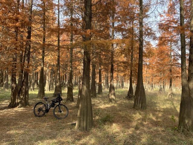 骑游来安半塔釜山水库池杉林生态园攻略