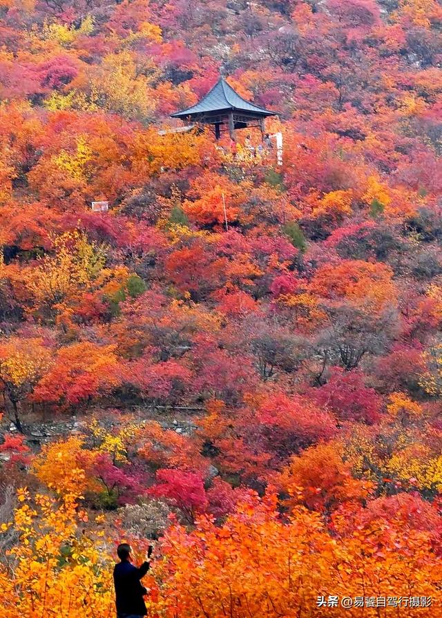 香山红叶摄影进阶：必须掌握这6个实战技巧，张张出大片成顶流