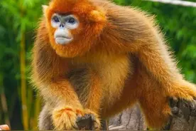 国内分布的23种猴子介绍图片