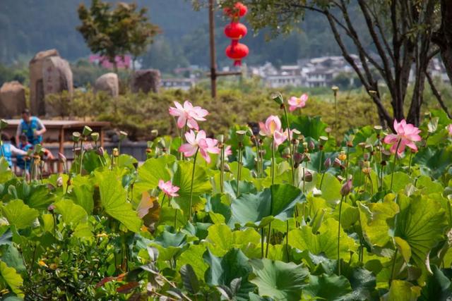 旅居腾冲，把日子过成诗与远方