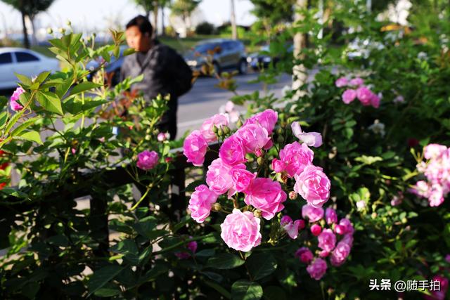 上海闵行“小外滩”蔷薇花怒放，赏心悦目
