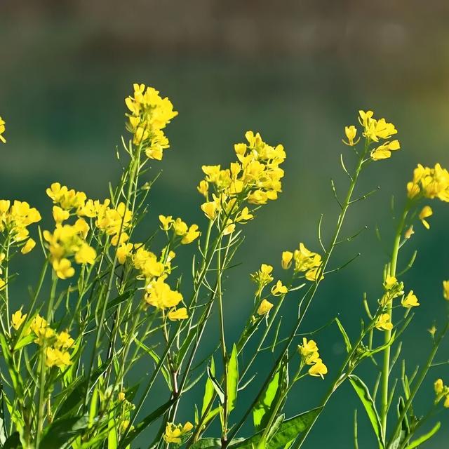 陇南油菜花提前开放，今天可以约起走！