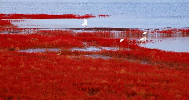 冬日斑斓笔触,书写潍坊滨海的色彩诗篇