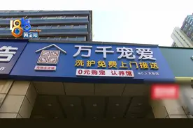 小狗可能终身瘫痪，主人怀疑前一天做过的这件事图片