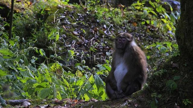 西藏不只有雪山！这片隐秘的江南，是冬季的天然氧吧和避寒仙境。