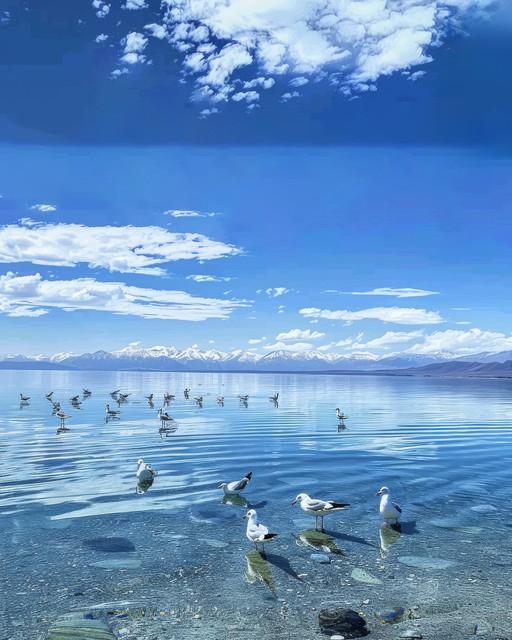 “谁说深圳没有秋天？🦢这里的候鸟会‘啾’醒你的秋天～”