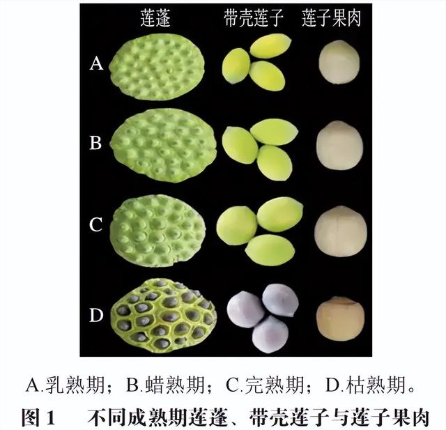 这种应季食物，高碳水却低 GI，三高也能放心吃！错过后悔一年