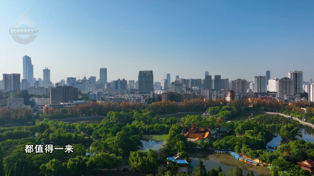 “鸥”经济爆发！昆明元旦酒店订单猛增118%，全靠这群小可爱