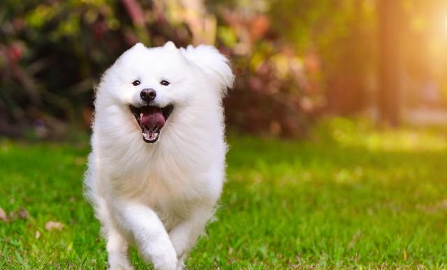 家养宠物狗十大排行榜，你家爱犬上榜了吗？萌翻了！