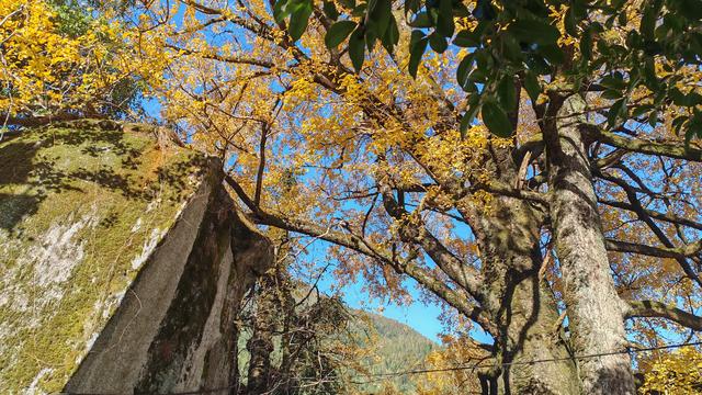 郁郁银杏无非般若，青青溪石尽是法身：宜春南惹古村印象（聂朋