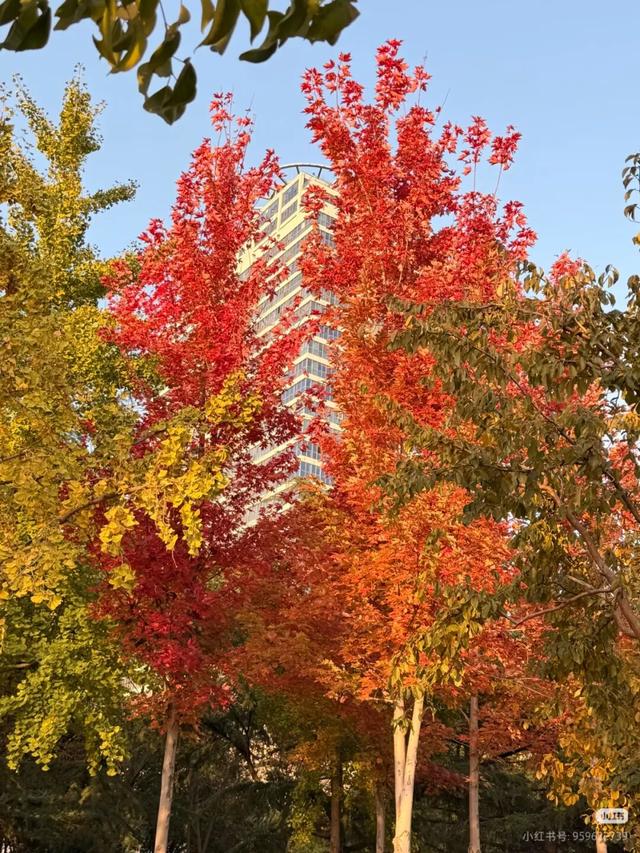 叶落临沂，步步皆是诗意画卷