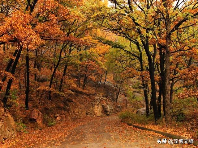 🤏捡捡捡，淄博惊现“捡秋”大神！海岱楼、周村大街…全被捡出来了→