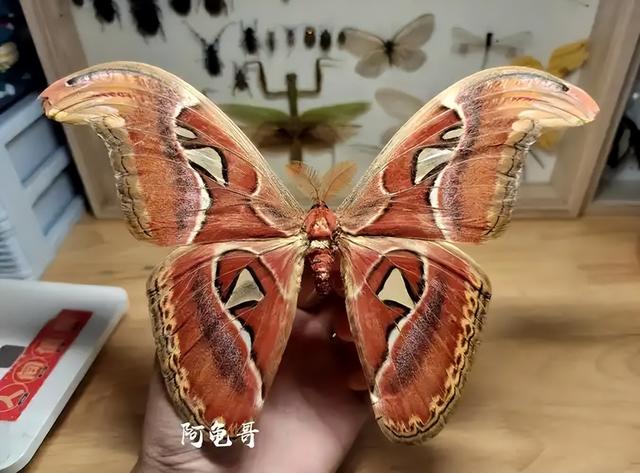 仅2只！云南发现正在交配的“蛇头蛾”，路过的人吓得一哆嗦