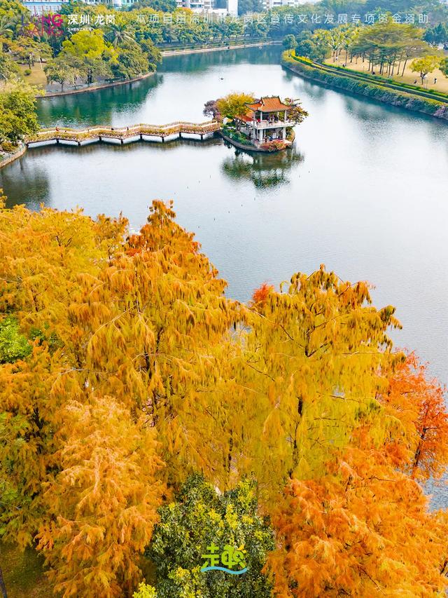 太出片啦！龙岗最浪漫的「美拉德季」即将到来！