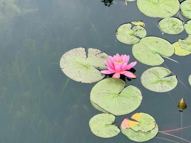 藕花深处棹歌远，江汉夏日荷风集