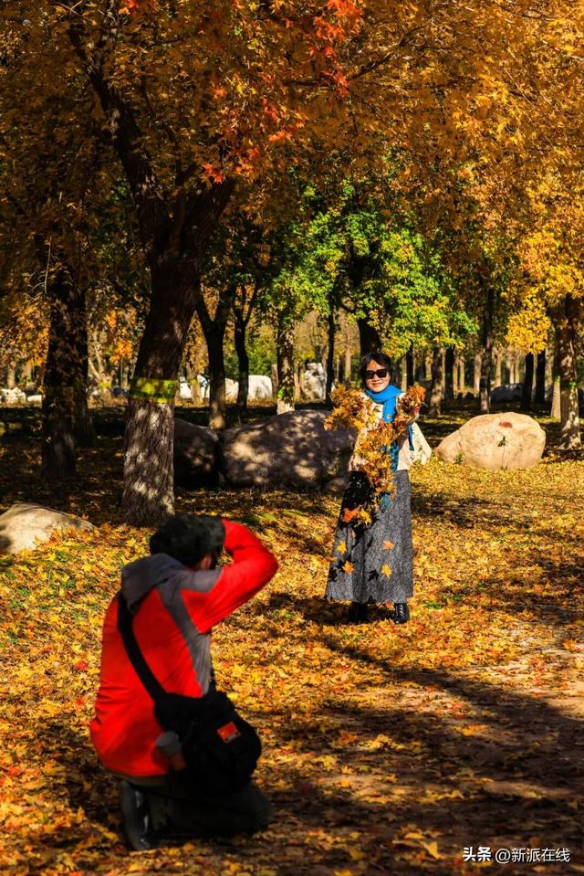 立冬已至，潍坊的秋意仍浓，这里的风景绝美