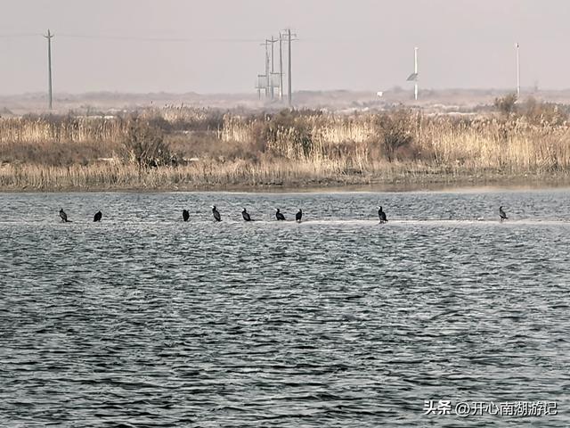 走，去渤海湾看候鸟…
