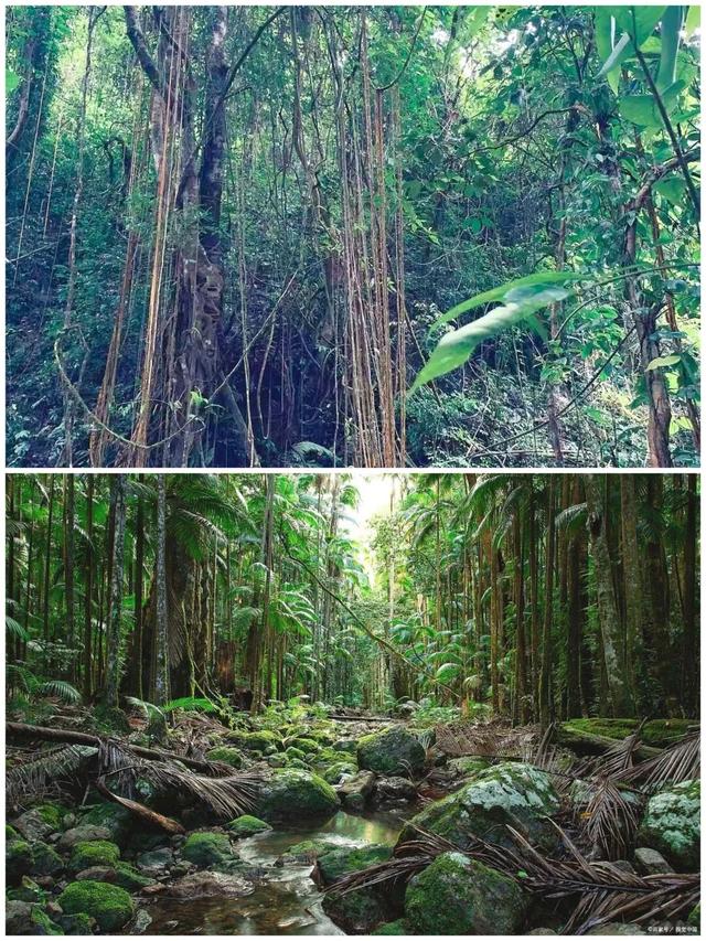 莫里热带雨林好风光
