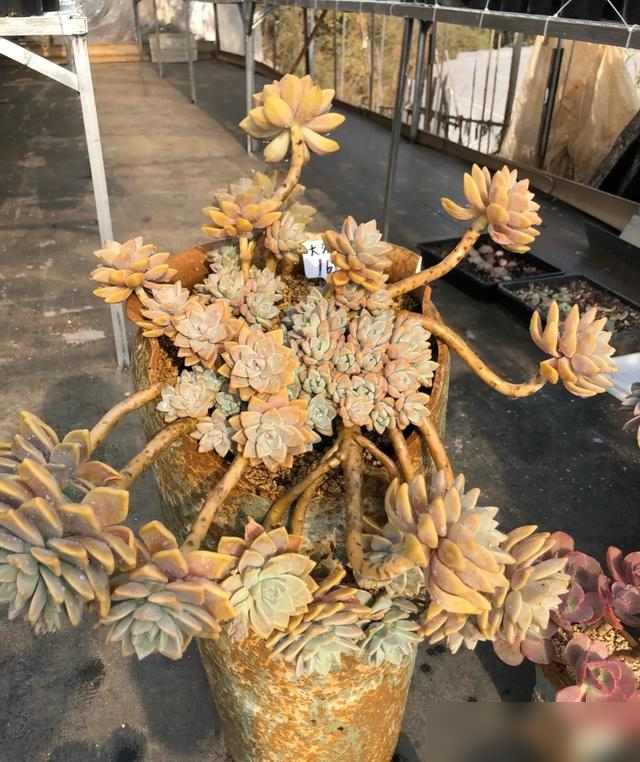 湖北一太太，因“阳台多肉瀑布”走红，犹如艺术画一样，太唯美了