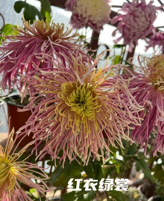 阴花不能进阳宅！这5种花“打死”也不养，家里若有？快挪走！