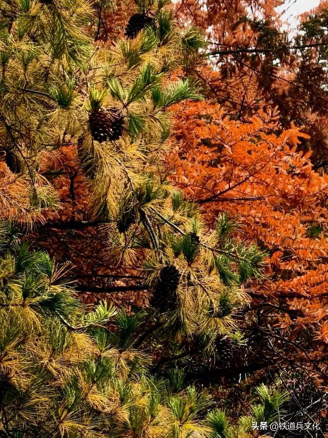 车过神农架【原创】作者：原铁十师陶玉和