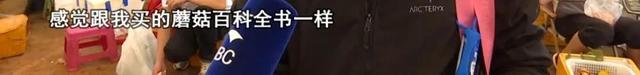 这个季节来云南，抓根树枝我们去“打野”