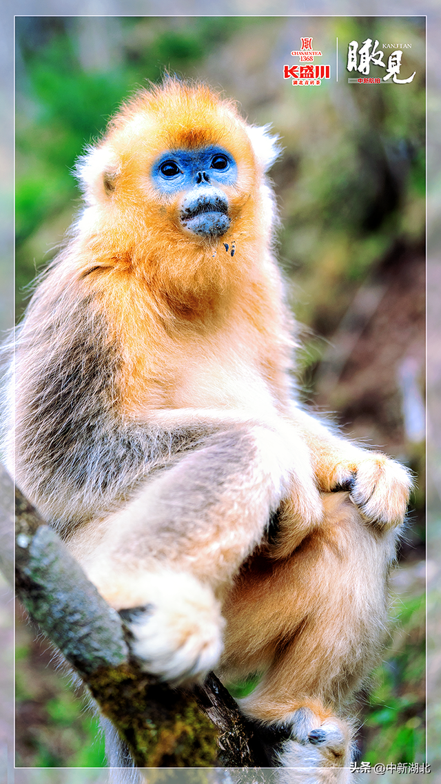 【瞰见】神农架：让心灵与自然共鸣