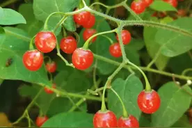 人称“苦仙草”，距今已有3000多年，收获正当时，挺珍贵好种植图片
