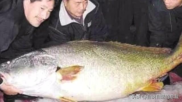 最贵的花胶多少钱一斤 2026年全世界最贵的花胶