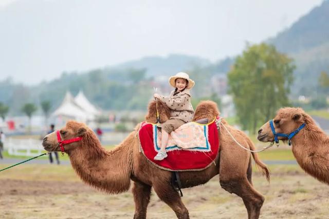 重振昌化，需要风之谷发挥作用