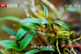 人过40岁易阴虚！常用“滋阴圣品”泡水喝，生津补虚，养胃养肾图片