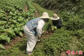 常德市力推粮烟融合发展 粮、烟、农“三丰收”图片