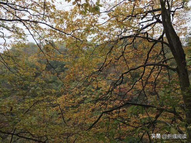 冒雨行驶八百里，却踩坑米仓山，与最美红叶失之交臂，抱憾而归