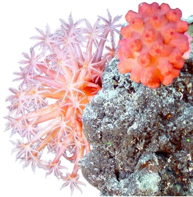 阿里88与哪吒3的故事：乘法表超快巧学大秘诀魔法花园（1）