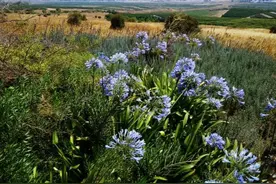 《以色列游记》：戈兰高地的野花图片