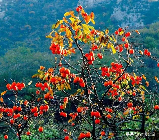 柿子熟了！淄博这些“柿”情画意，超出片！