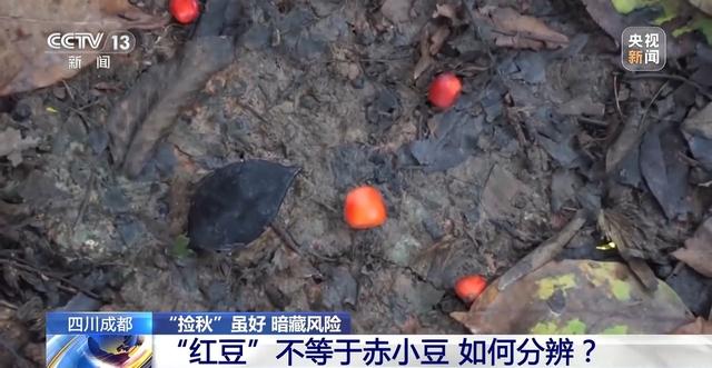 “捡秋”有风险 “尝鲜”需谨慎！牢记这些可避隐患