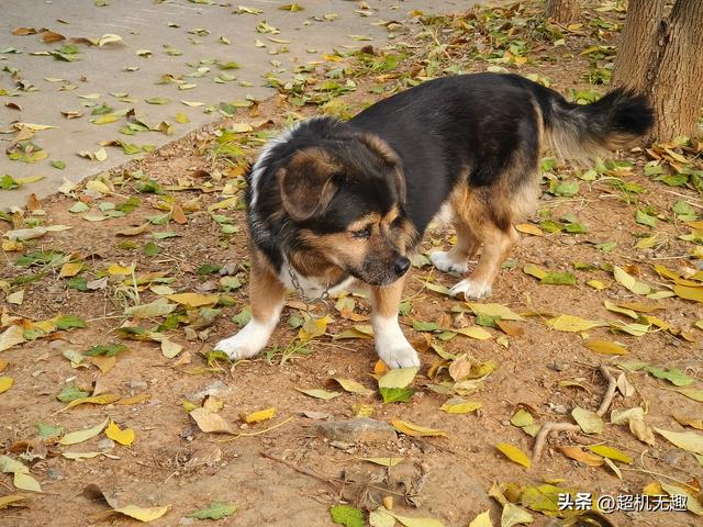 我家狗吃屎那天我的影像记录中