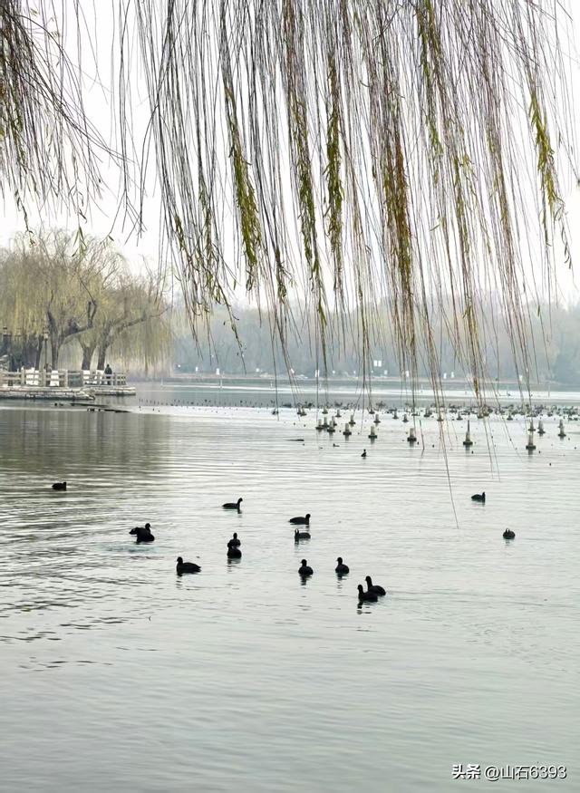 新华社原军事记者陶俊峰泉城美拍：《冬雾中的大明湖》