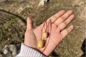 快来看南干渠游园的苦楝树图片