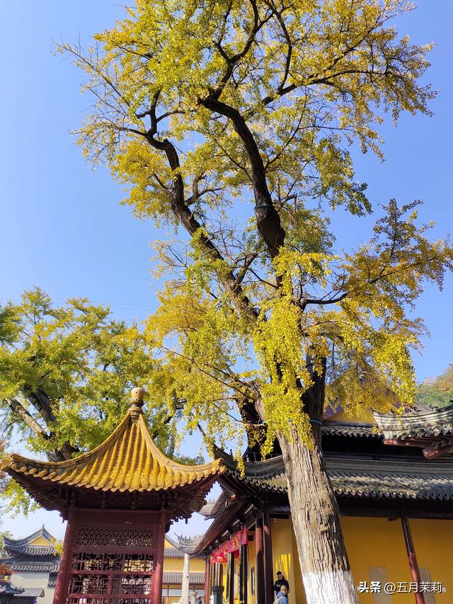 漫游镇江 去赴一场秋景盛宴