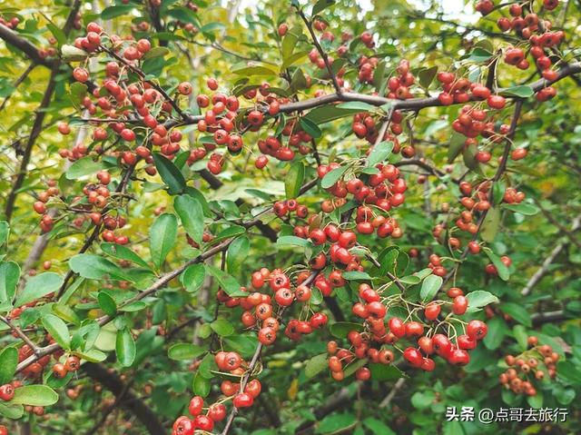 成都金堂被严重低估的徒步路线，成都的天路，免费不要门票！