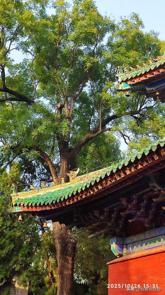 嵩阳书院的古柏