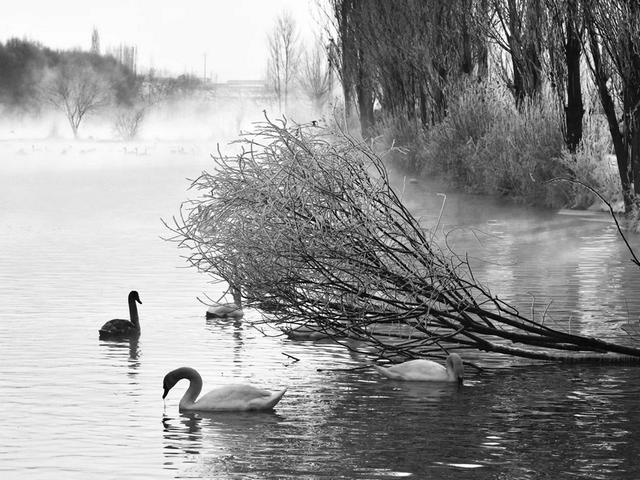 伊宁天鹅泉湿地公园：冬日里的生态诗画